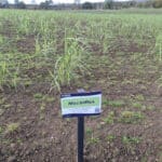 0.5ha Miscanthus Athena