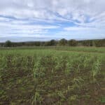0.5ha Miscanthus Athena