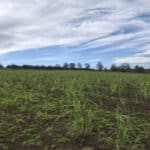 0.5ha Miscanthus Athena