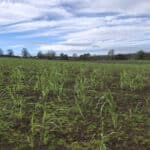 0.5ha Miscanthus Athena
