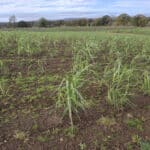 0.5ha Miscanthus Athena