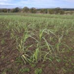 0.5ha Miscanthus Athena