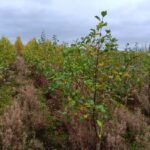Alder at Headley Hall, October 2024