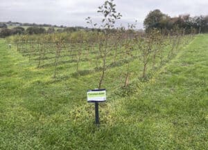 Alder at North Wyke, October 2024