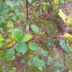 Alder Leaves
