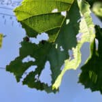 Alder Insect damage