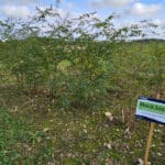 Black Locust Turbo at Chesham, October 2024