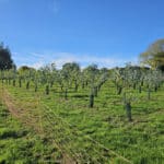 Electric fence, outside Eucalyptus plot