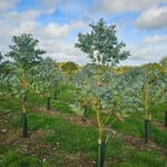 Eucalyptus nitens at Chesham, October 2024
