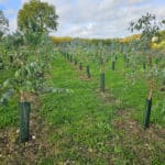 Eucalyptus plot at Chesham, October 2024