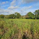 Miscanthus Athena at Chesham, October 2024