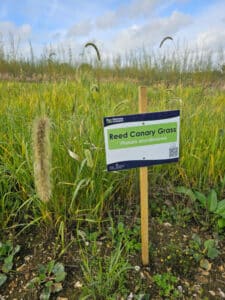 Reed Canary Grass at Chesham, October 2024