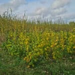 Sida at Chesham, October 2024