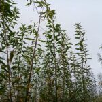 Endurance willow at Headley Hall, October 2024