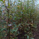 Endurance willow at Headley Hall, October 2024