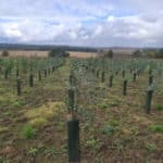 Eucalyptus at Cockle Park Farm, September 2024