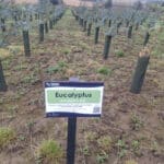 Eucalyptus at Cockle Park Farm, September 2024