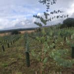 Eucalyptus at Cockle Park Farm, September 2024
