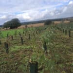 Eucalyptus at Cockle Park Farm, September 2024