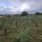 Eucalyptus at Cockle Park Farm, September 2024