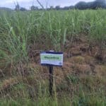 Miscanthus giganteus at Cockle Park Farm, Sept. 2024
