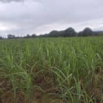 Miscanthus giganteus at Cockle Park Farm, Sept. 2024