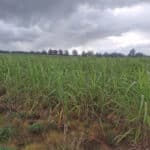 Miscanthus giganteus at Cockle Park Farm, Sept. 2024