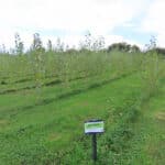 Poplar at North Wyke, Sept. 2024