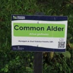 Alder at North Wyke, Sept. 2024