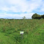 Alder at North Wyke, Sept. 2024