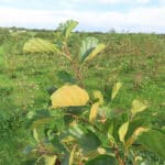 Alder at North Wyke, Sept. 2024
