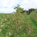 Alder at North Wyke, Sept. 2024