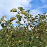 Alder at North Wyke, Sept. 2024
