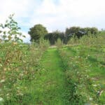 Alder at North Wyke, Sept. 2024