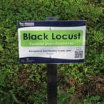 Black Locust at North Wyke, Sept. 2024