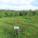 Black Locust at North Wyke, Sept. 2024