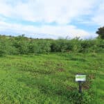 Black Locust at North Wyke, Sept. 2024