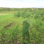 Black Locust at North Wyke, Sept. 2024