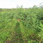 Black Locust at North Wyke, Sept. 2024