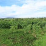 Black Locust at North Wyke, Sept. 2024