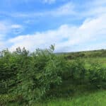 Black Locust at North Wyke, Sept. 2024