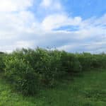Black Locust at North Wyke, Sept. 2024