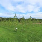 Poplar at North Wyke, Sept. 2024