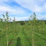 Poplar at North Wyke, Sept. 2024