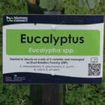 Eucalyptus at North Wyke, Sept. 2024