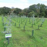 Eucalyptus at North Wyke, Sept. 2024