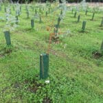 Eucalyptus at North Wyke, Sept. 2024