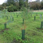 Eucalyptus at North Wyke, Sept. 2024