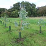 Eucalyptus at North Wyke, Sept. 2024