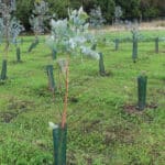 Eucalyptus at North Wyke, Sept. 2024
